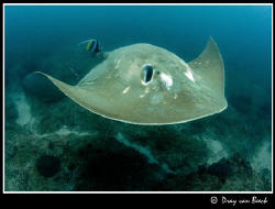 Small eye stingray. The biggest stingray in the world. Ve... by Dray Van Beeck 